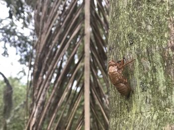 Close-up of lizard on tree trunk in forest