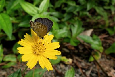 Close-up of butterfly pollinating on yellow flower