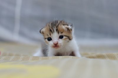 Portrait of kitten on bed