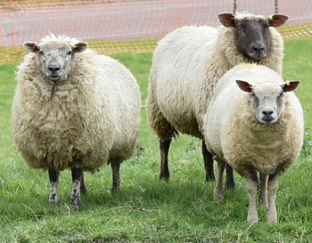 Portrait of sheep standing on field