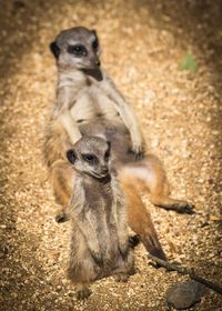 Close-up of meerkats