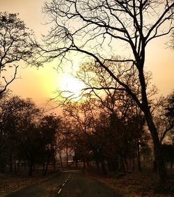 View of trees at sunset