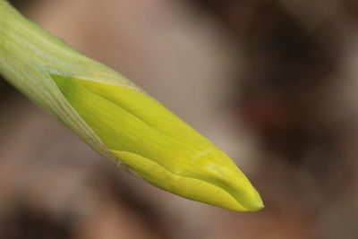 Close-up of plant