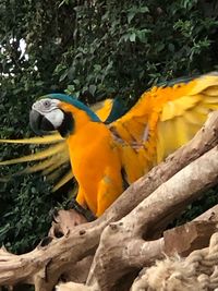 Close-up of parrot perching on branch