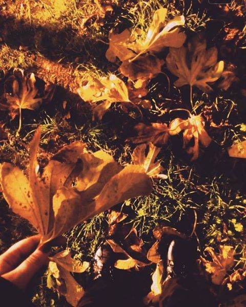 autumn, leaf, change, dry, orange color, leaves, season, fallen, nature, field, forest, outdoors, maple leaf, falling, sunlight, high angle view, fragility, growth, close-up, plant