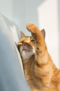 Close-up of a cat looking away