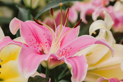 Close-up of pink flowering plant