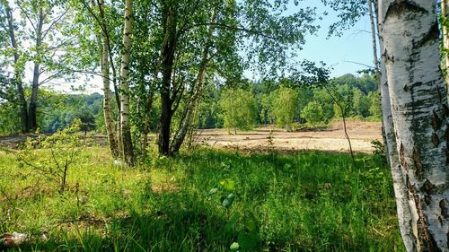 Scenic view of trees on field
