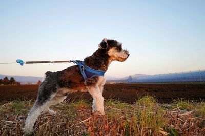 Take a walk along your favorite walkway with the miniature schnauzer