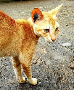 Cat standing on street in city