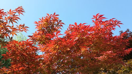 Low angle view of trees against clear sky