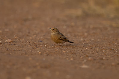 Close-up of a bird perching on a field