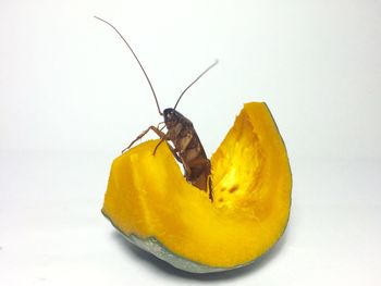 Close-up of cockroach on pumpkin over white background