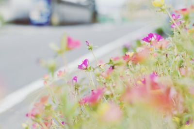 Close-up of pink flowering plant on road