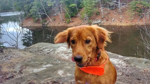 Portrait of dog standing in lake