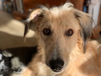 Close-up portrait of dog at home