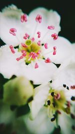 Close-up of white flower