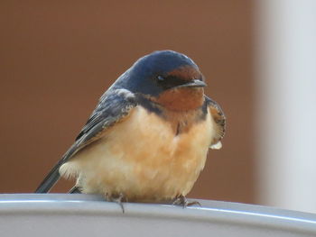 Close-up of bird perching outdoors