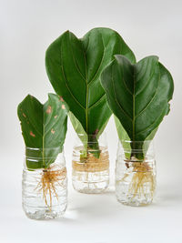 Close-up of green leaves on table against white background