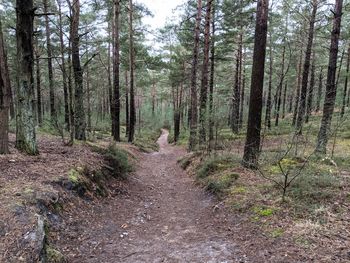 Footpath amidst trees in forest