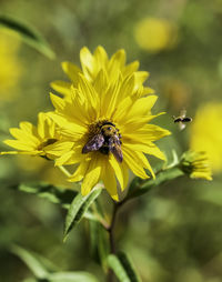 Close-up of bee pollinating on yellow flower