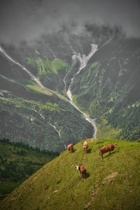 High angle view of cows standing on mountain