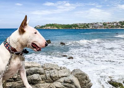 Dog on the beach