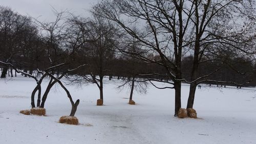 Bare trees on snow covered landscape during winter