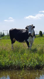 Cow standing on field against sky