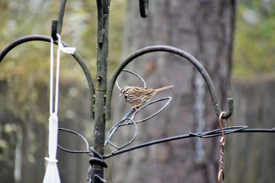 Close-up of barbed wire