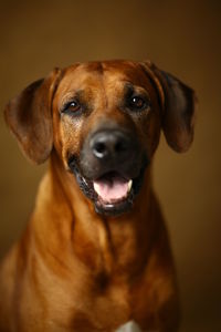 Close-up portrait of a dog