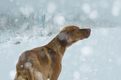 Magyar vizsla in the forest when snowfall