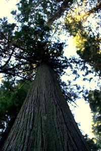 Low angle view of tree