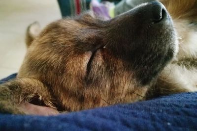 Close-up of a dog sleeping