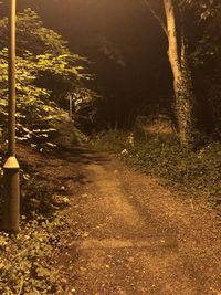 Dirt road amidst trees in forest