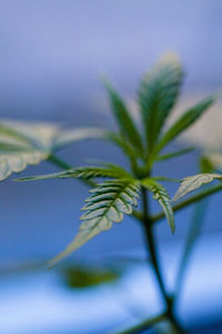 Close-up of plant against sky