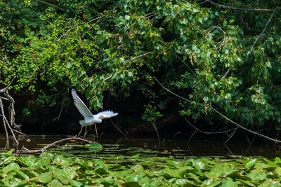 Bird flying over a lake