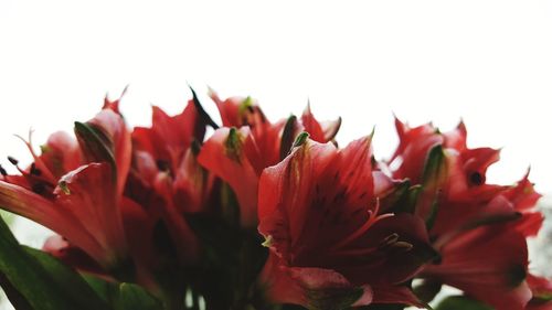 Close-up of red flowering plant against white background