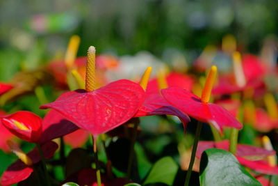 Close-up of red flowering plant