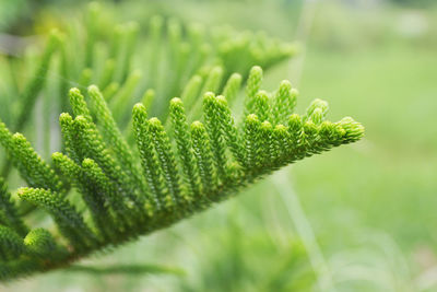 Close-up of fern leaves