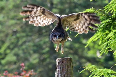 Verreauxs eagle owl in flight 