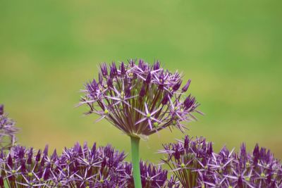 Close-up of thistle blooming outdoors