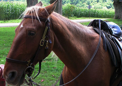 Close-up of horse