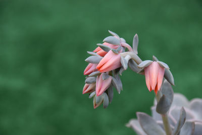 Cactus and succulent - echeveria - rose stone flowers