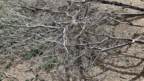 Close-up of bare tree in forest