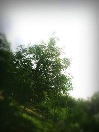 Trees growing in field