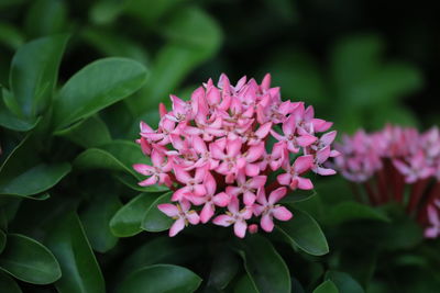 Close-up of pink flowering plant