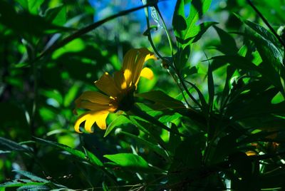 Close-up of yellow flowers blooming outdoors