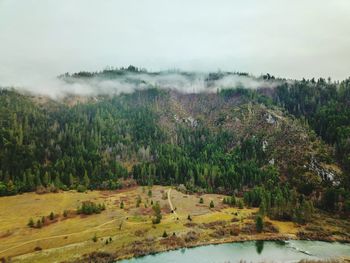 Scenic view of forest against sky
