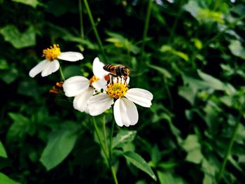 Close-up of bee on white flower